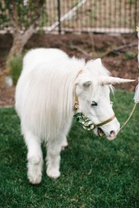 white-unicorn-pony